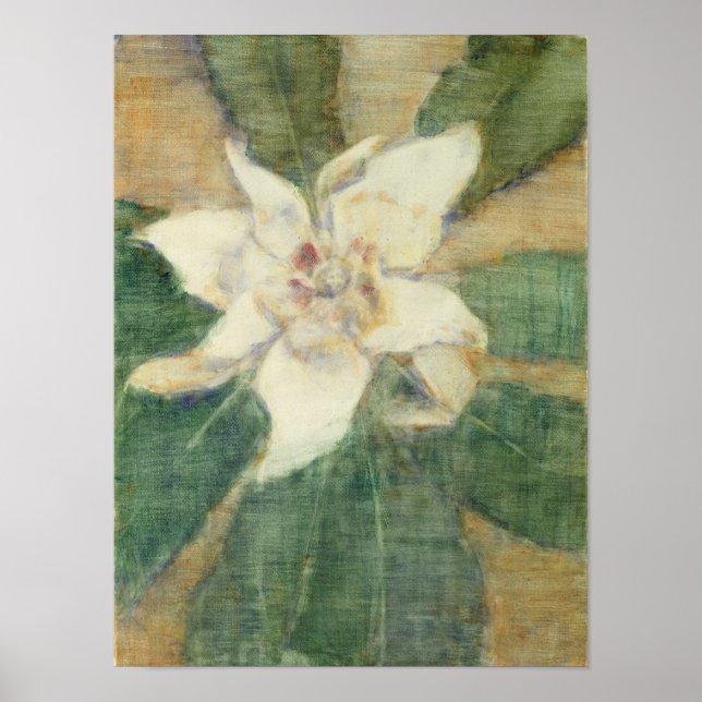 Magnolia Grandiflora Poster (Vorne)