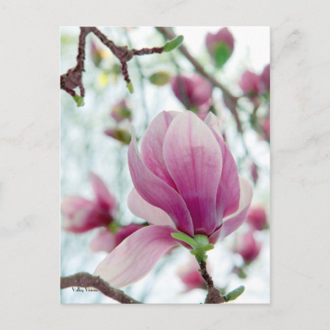 Magnolia High Postkarte (Vorderseite)
