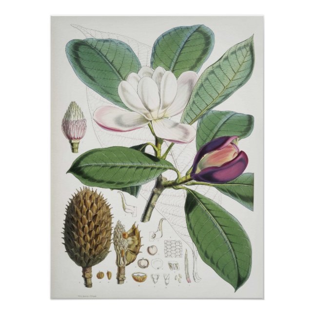 Magnolia Hodgsonii Poster (Vorderseite)