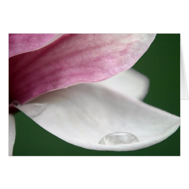 Magnolia Holding Rain (Vorderseite (Horizontal))
