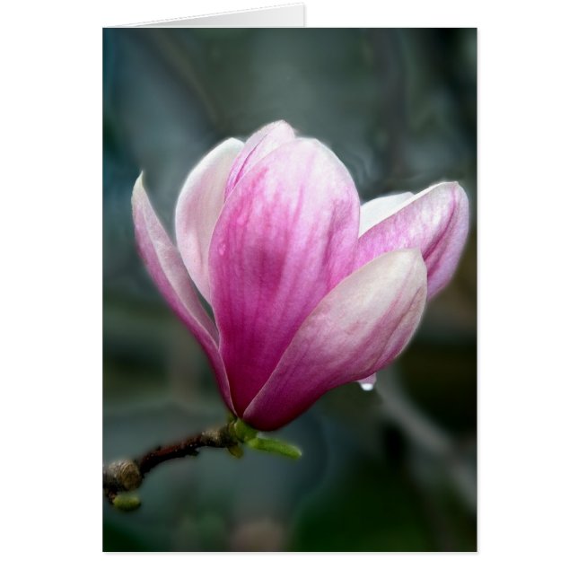 Magnolia in Regen (Vorne)