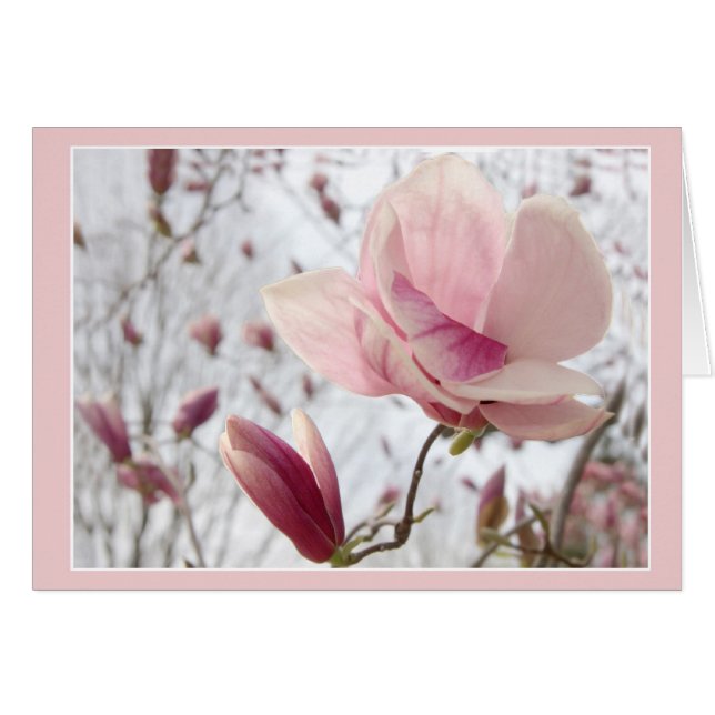 Magnolia in rosa (Vorderseite (Horizontal))