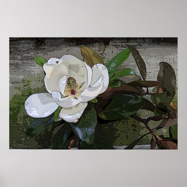 Magnolia Magic Poster -36x24 - andere Größen auch (Vorne)