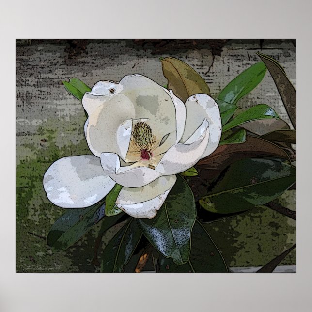 Magnolia Magic Print -24x20 -andere Größen verfügb Poster (Vorne)