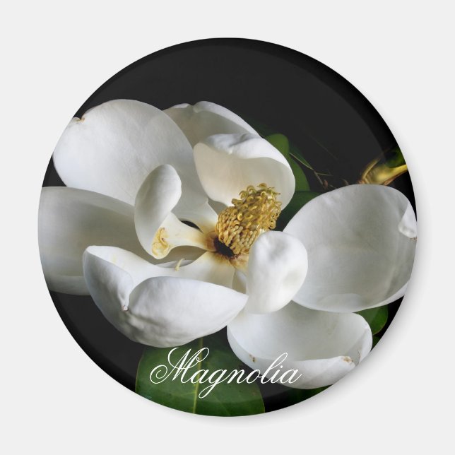 Magnolia Magnet (Vorne)