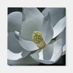 Magnolia - Magnet