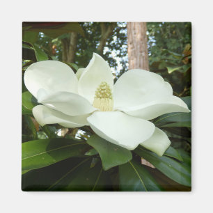 Magnolia Magnet