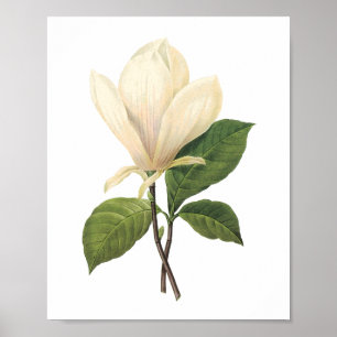 Magnolia (Magnolia soulangiana) von Redouté Poster