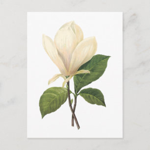 Magnolia (Magnolia soulangiana) von Redouté Postkarte