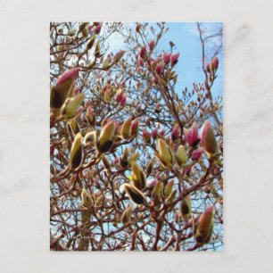 Magnolia Mass of Buds Postkarte