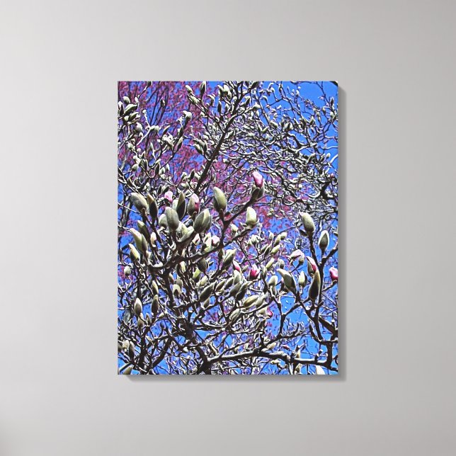 Magnolia, Masse der Buds Leinwanddruck (Vorderseite)