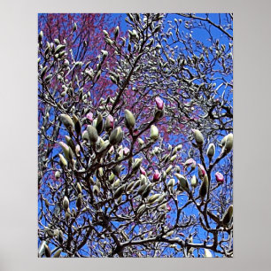 Magnolia, Masse der Buds Poster