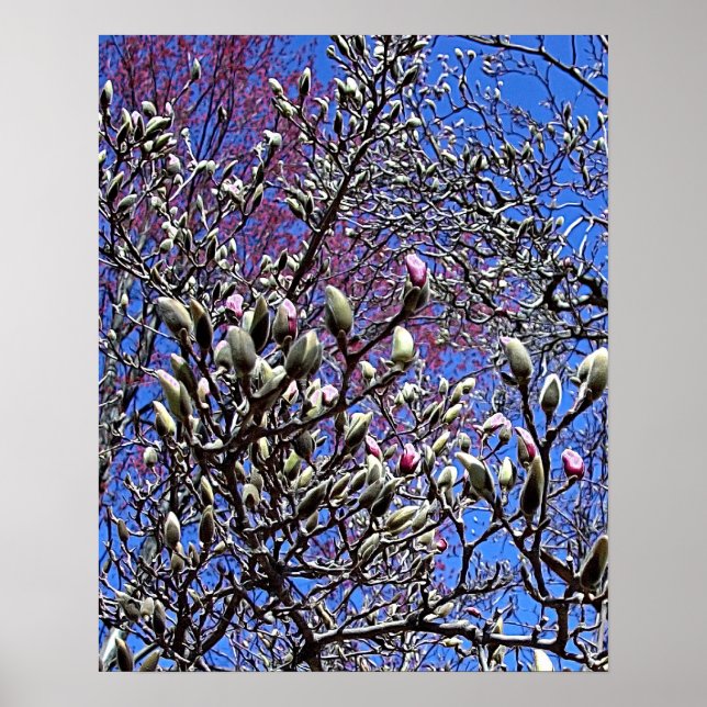 Magnolia, Masse der Buds Poster (Vorne)