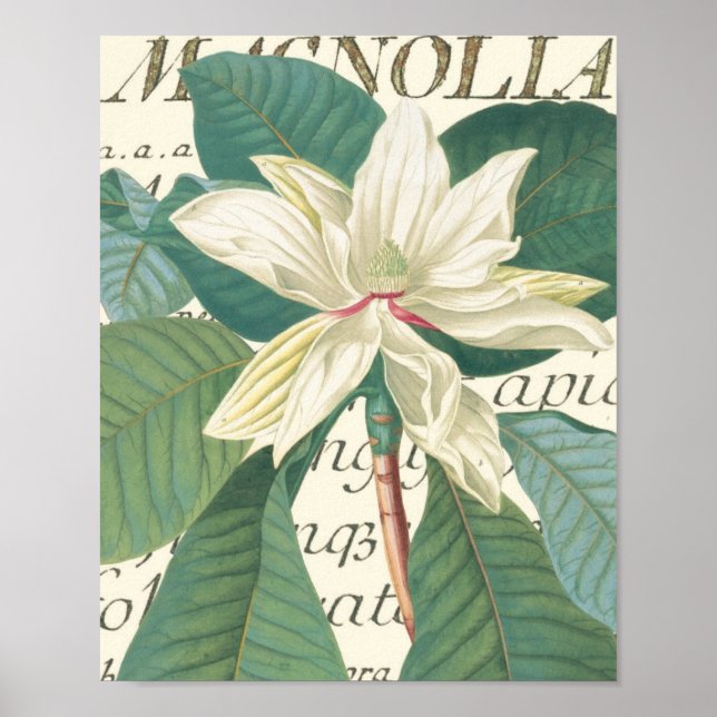 Magnolia mit kalligrafischem Detail Poster (Vorne)