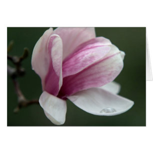 Magnolia mit Regenfall