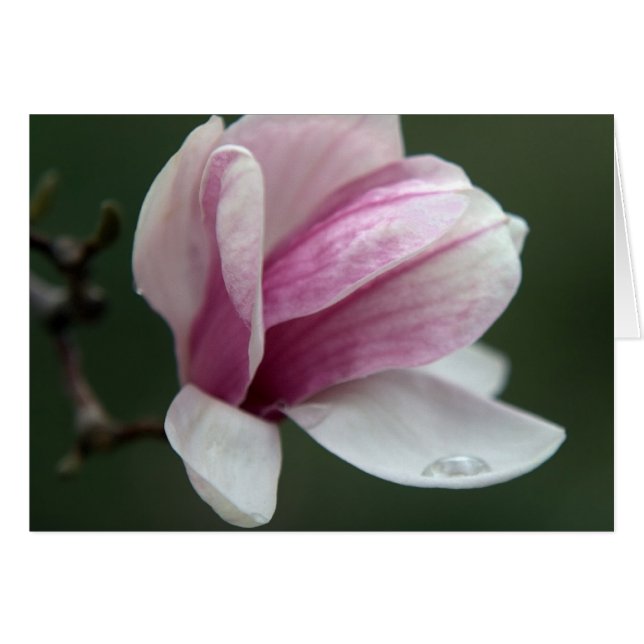 Magnolia mit Regenfall (Vorderseite (Horizontal))