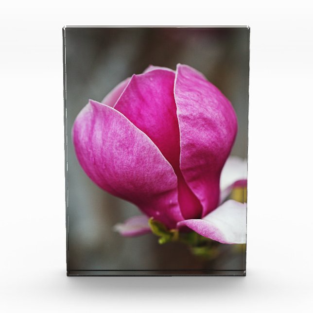 Magnolia Pink Full Bloom Fotoblock (Vorderseite)
