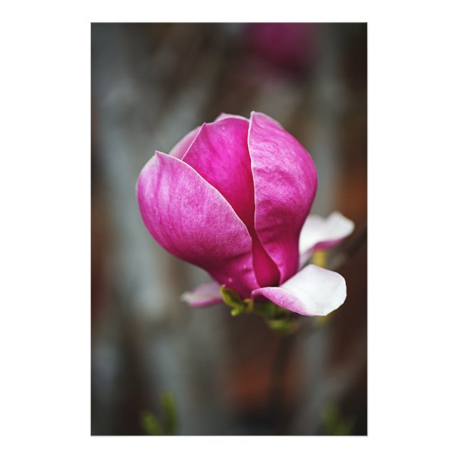 Magnolia Pink Full Bloom Fotodruck (Vorne)