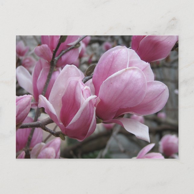 Magnolia Postcard Postkarte (Vorderseite)