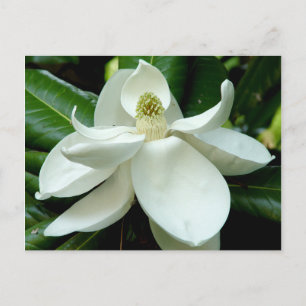 Magnolia Postcard Postkarte