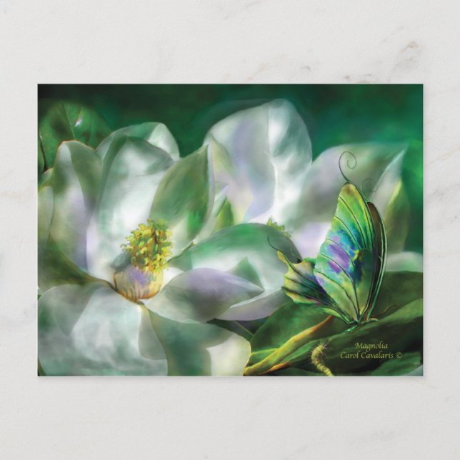 Magnolia Postcard Postkarte (Vorderseite)