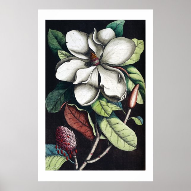 Magnolia-Poster Poster (Vorne)