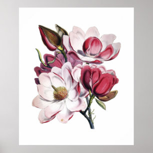 Magnolia-Poster Poster