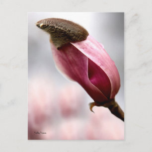 Magnolia Postkarte