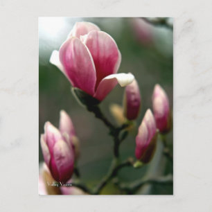 Magnolia Postkarte