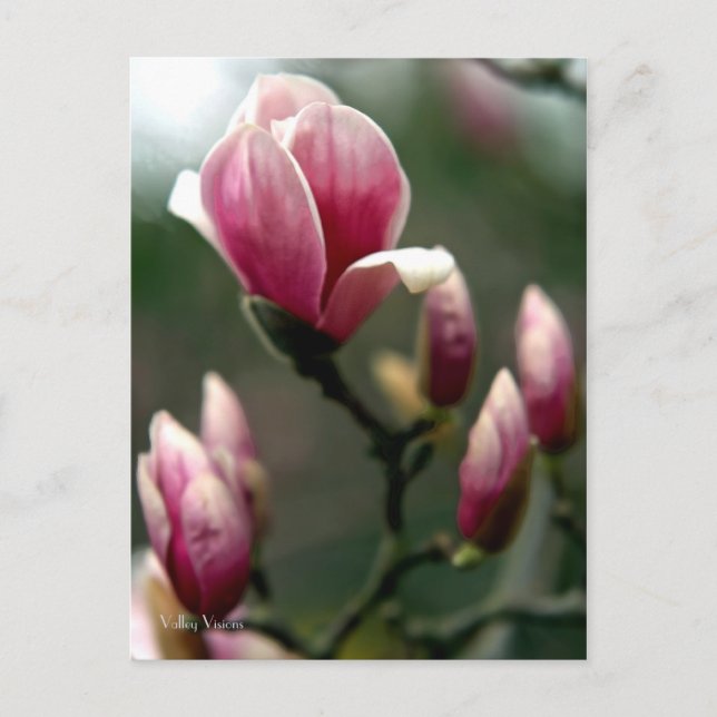 Magnolia Postkarte (Vorderseite)
