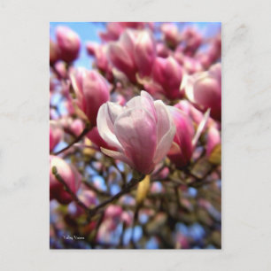 Magnolia Postkarte