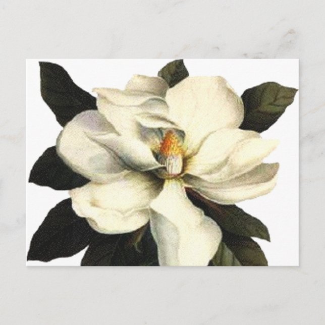 Magnolia Postkarte (Vorderseite)