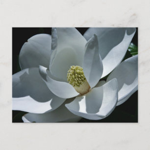 Magnolia - Postkarte