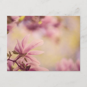 Magnolia Postkarte