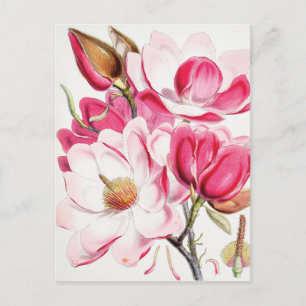 Magnolia Postkarte