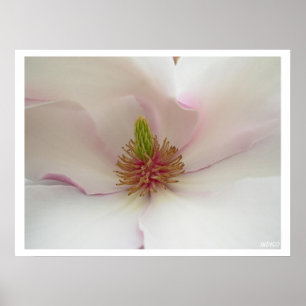 Magnolia Print White Blume Poster Print