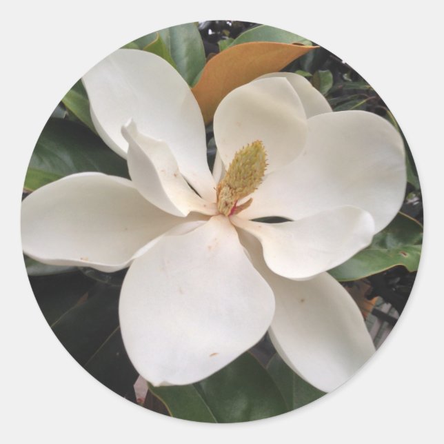 Magnolia Runder Aufkleber (Vorderseite)