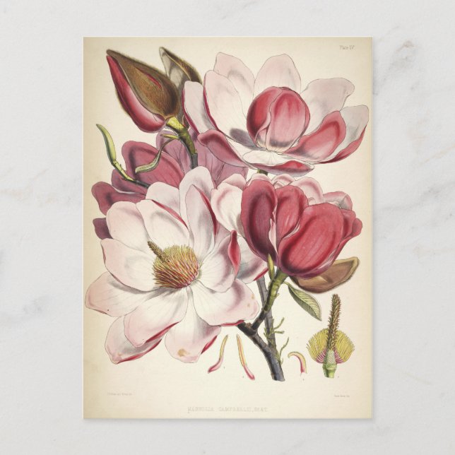 Magnolia - Sammlung Botanicals Postkarte (Vorderseite)