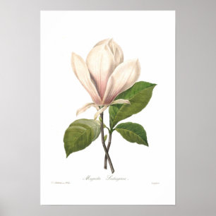 Magnolia seulangiana poster