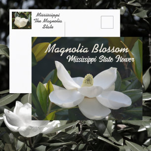 Magnolia Staat Mississippi Floral Fotografie Postkarte