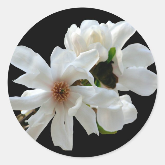 Magnolia Stellata Umschlag Aufkleber Sticker (Vorderseite)