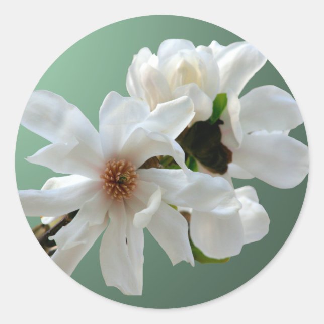 Magnolia Stellata Umschlag Aufkleber Sticker (Vorderseite)