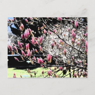 Magnolia Sumi Postkarte