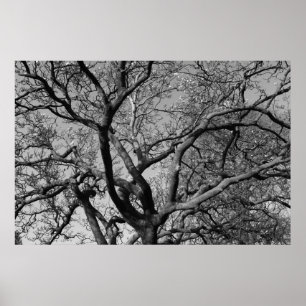 Magnolia Tree Branches Poster