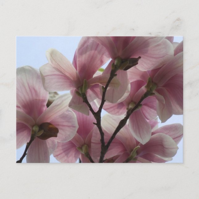 Magnolia Tree im Bloom Postcard Postkarte (Vorderseite)