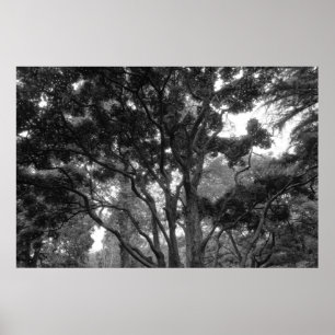 Magnolia Tree im Sommer BW Poster
