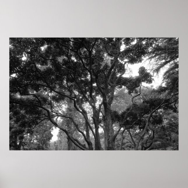 Magnolia Tree im Sommer BW Poster (Vorne)