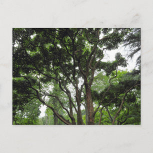 Magnolia Tree im Sommer Postkarte