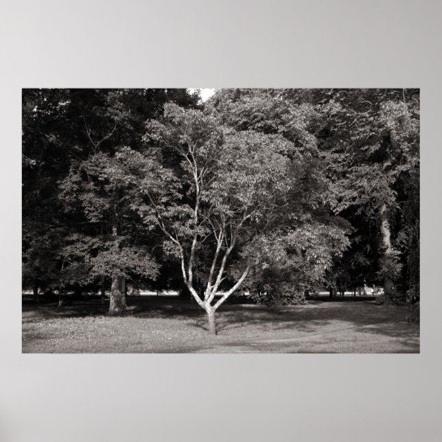 Magnolia Tree im Sommer - Warmes Ton BW Poster (Vorne)
