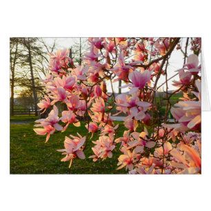 Magnolia Tree im Vollblut bei Sonnenuntergang